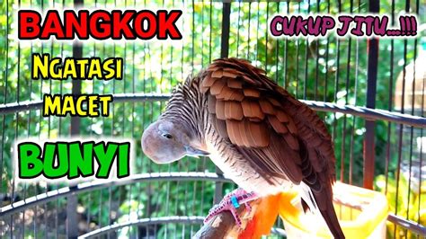 Suara Burung Perkutut Bangkok Gacor Manggung Memanggil Bunyi Perkutut