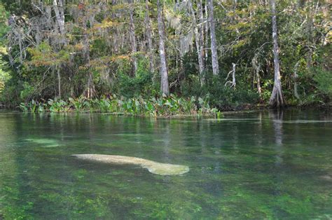 8 Great Places to See Wild Manatees in Florida