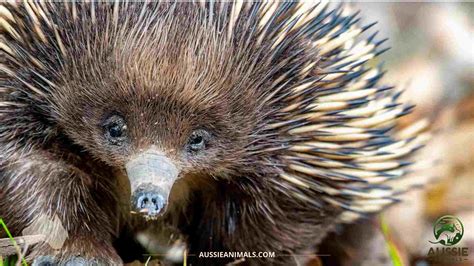Australian Monotremes Unique Egg Laying Mammals Of Australia