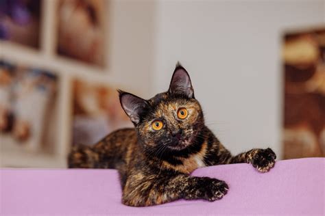 200 Tortoiseshell Cat Names For Your Bi Colored Kitty