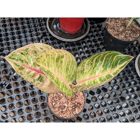 Jual Aglaonema Moonlight Popor Realpict Shopee Indonesia