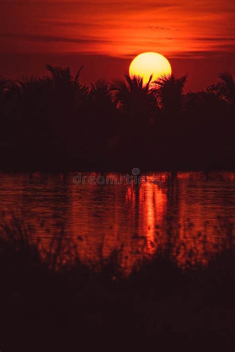 Silhouette of Palm Tree at Sunset. Golden Sun Sunset Stock Image ...