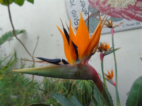 Bird Of Paradise In Sheffield Smithsonian Photo Contest Smithsonian