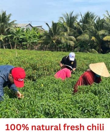 Amazon ChiliCa Chili Garlic Paste Hot Chili Peper Spicy Flavor 7