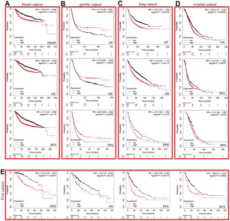 The Kaplan Meier Plotter Was Used To Analyze The Prognostic Role Of