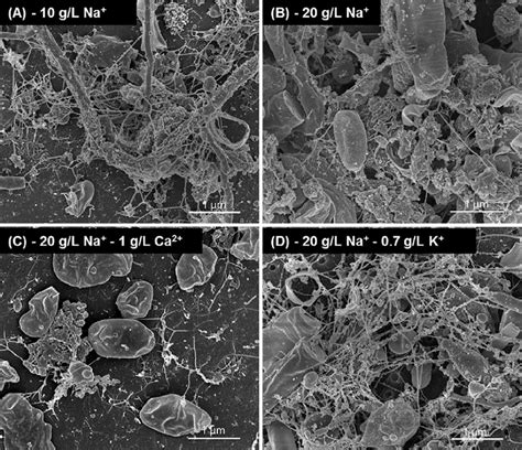 Sem Images Of Biofilms Samples From The Reactors B A B B B C