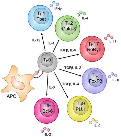 Frontiers T Cell Immunity As A Tool For Studying Epigenetic