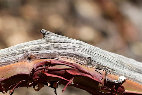 Free Images Hand Tree Nature Branch Wood Leaf Flower Insect