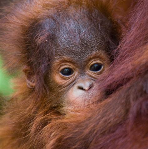 Retrato De Un Beb Orangut N De Cerca Indonesia La Isla De