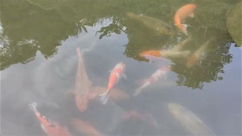 Burung Rawa Angsa Hitam Dan Ikan Koi Ii Kondisi Lembang Park And Zoo