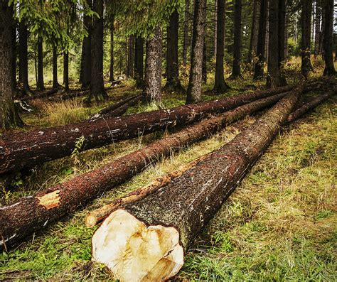 Cut Down Trees In The Forest Photograph By Jozef Jankola