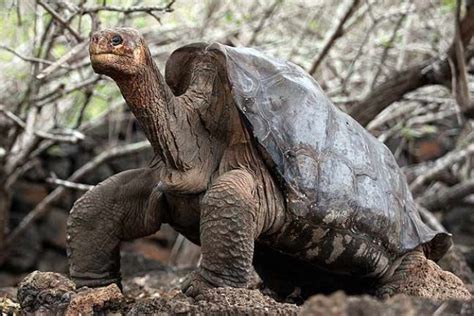 Isla Pinta de Galápagos