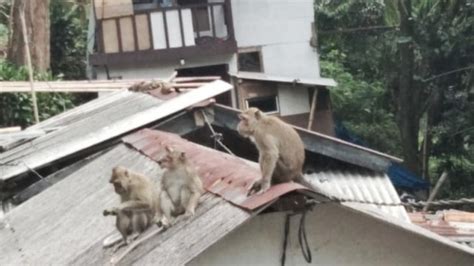 Kawanan Monyet Berkeliaran Di Kota Bandung Bukan Dari Hutan Terus