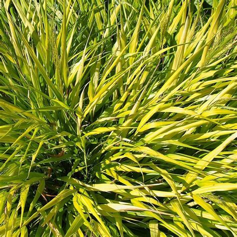 Hakonechloa Macra All Gold ~ All Gold Japanese Forest Grass Hakone Servescape