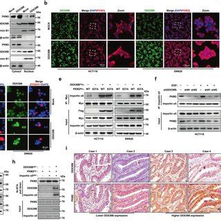 Ddx B Interacts With Pkm And Reduces Its Degradation A The Gene