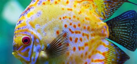 Discus Fish Aquarium - All About Discus