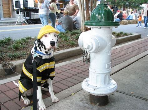 Firefighter Dog – 1Funny.com