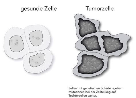 Was ist Krebs Österreichische Krebshilfe Burgenland