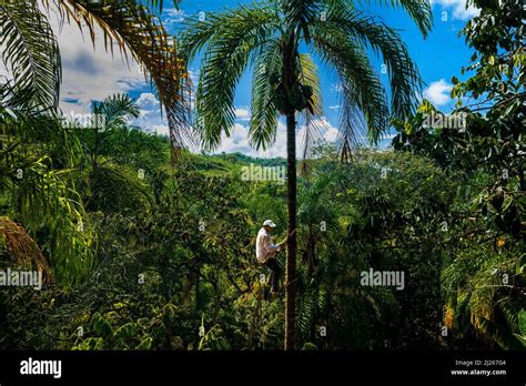 A Colombian Farmer Climbs A Peach Palm Tree With The Marota Scaffold To