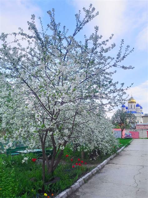 Цветущий май 💮 | Елец Новости города