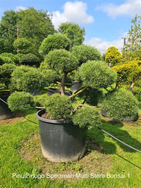 Pinus Mugo Specimen Multi Stem Bonsai Caragh Nurseries