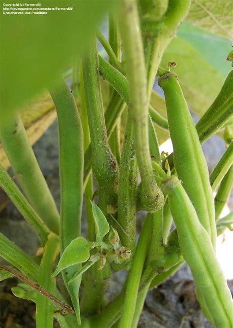 PlantFiles Pictures Snap Bean String Green Or French Bean Topcrop