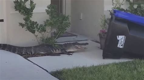 Florida Man Catches Massive Alligator In A Container Bin Sky News