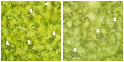 Images Of Stomata From Arabido Image Eurekalert Science News Releases