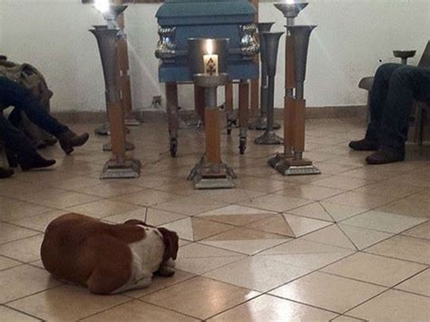 PHOTOS: Pack of stray dogs pay their respects to animal lover at her ...