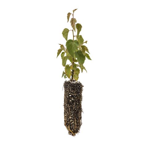 Silver Birch | Medium Tree Seedling – The Jonsteen Company