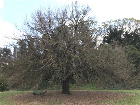 RomaNatura E Gli Alberi Monumentali Italiani Associazione L Agone Nuovo