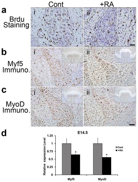 Brdu Cell Proliferation Assay And Immunohistochemistry Ihc Assay Of