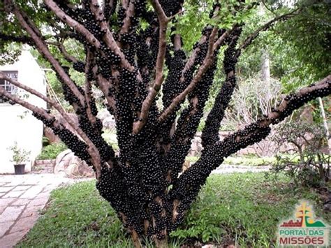 Meu Pé de Jabuticaba Notícias Portal das Missões