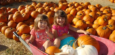 Pumpkin Patch At Bates Nut Farm Visit Escondido Visitor Information