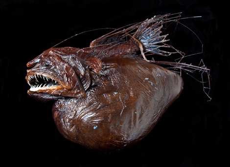 3-D scans reveal deep-sea anglerfish's huge final meal (w/ Video)