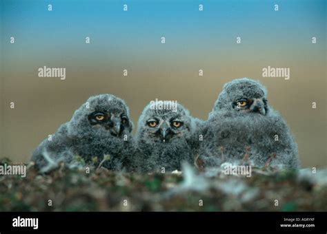 Snowy owl chicks hi-res stock photography and images - Alamy