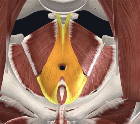 Complete Anatomy Muscles Of Pelvic Floor And Perineum Flashcards Quizlet