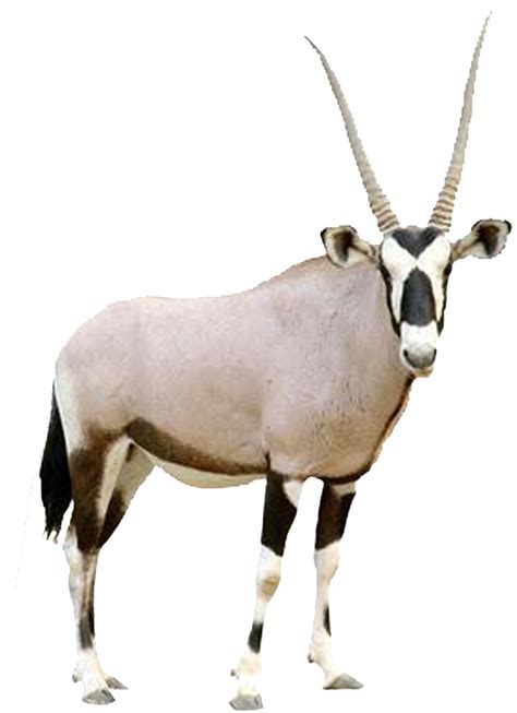 Hd Beautiful Tibetan Antelope Static Png Arabian Oryx Transparent