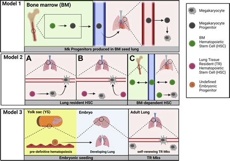 Megakaryocytes In The Lung History And Future Perspectives Research