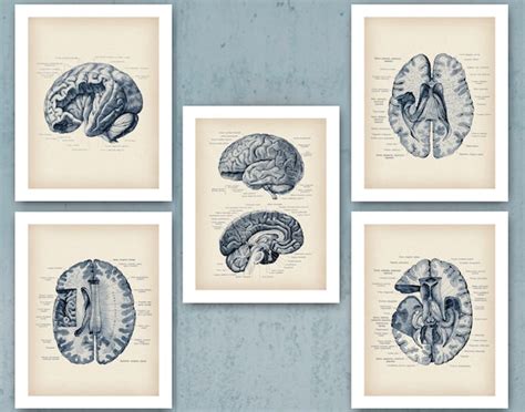 Human Brain Anatomy Poster Set Vintage Neurology Art Medical Etsy