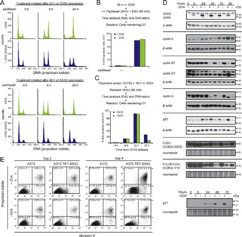 E Ssx Induces G Checkpoint Arrest And Apoptosis In A Melanoma