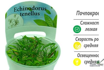 Эхинодорус теннелус