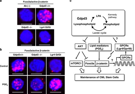 Gdpd And Lysophospholipid Metabolism Are Required For The Maintenance