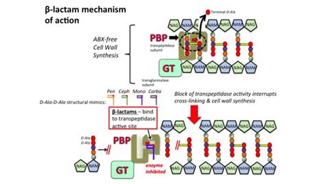 Beta-Lactam Antibiotics: Mechanism of Action, Resistance – Microbe Online