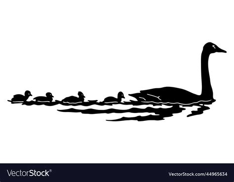 Geese Swan Largest Flying Bird Swim On Water Vector Image