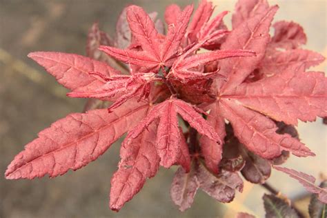 Frosted Purple Japanese Maple Conifer Kingdom