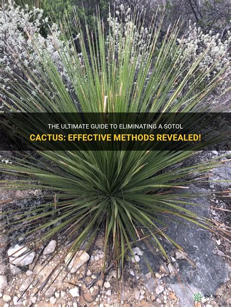 The Ultimate Guide To Eliminating A Sotol Cactus Effective Methods Revealed Shuncy