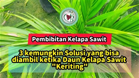 Kemungkin Solusi Yang Bisa Diambil Ketika Daun Kelapa Sawit Keriting