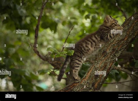 A Small Fluffy Tabby Cat Poses For The Camera And Climbs A Tree Stock