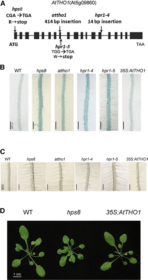 Figure 3 From The Thotrex Complex Active In Mirna Biogenesis